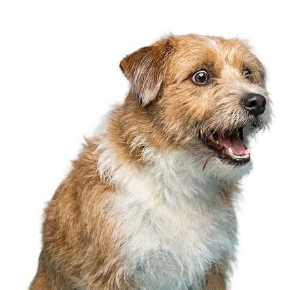 footer cta dog