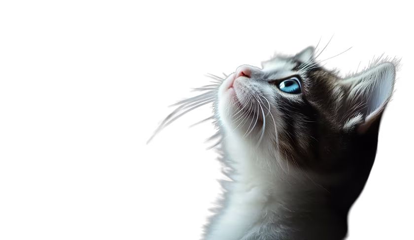contact sidebar cat